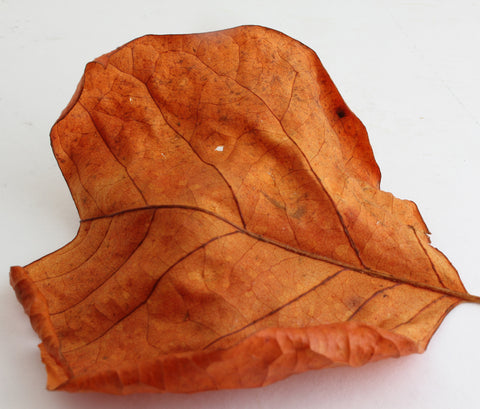 turning a new leaf